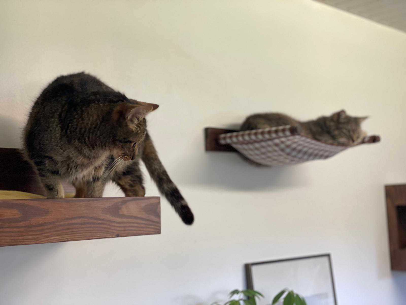  » Un mobilier animalier design et éco-responsable chez LE PACHAT « .