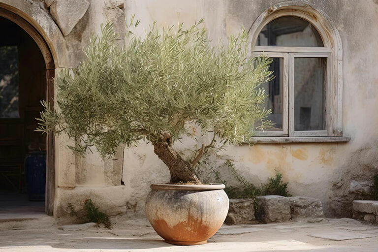 Comment apporter un souffle méditerranéen sur sa terrasse avec un olivier en pot ?