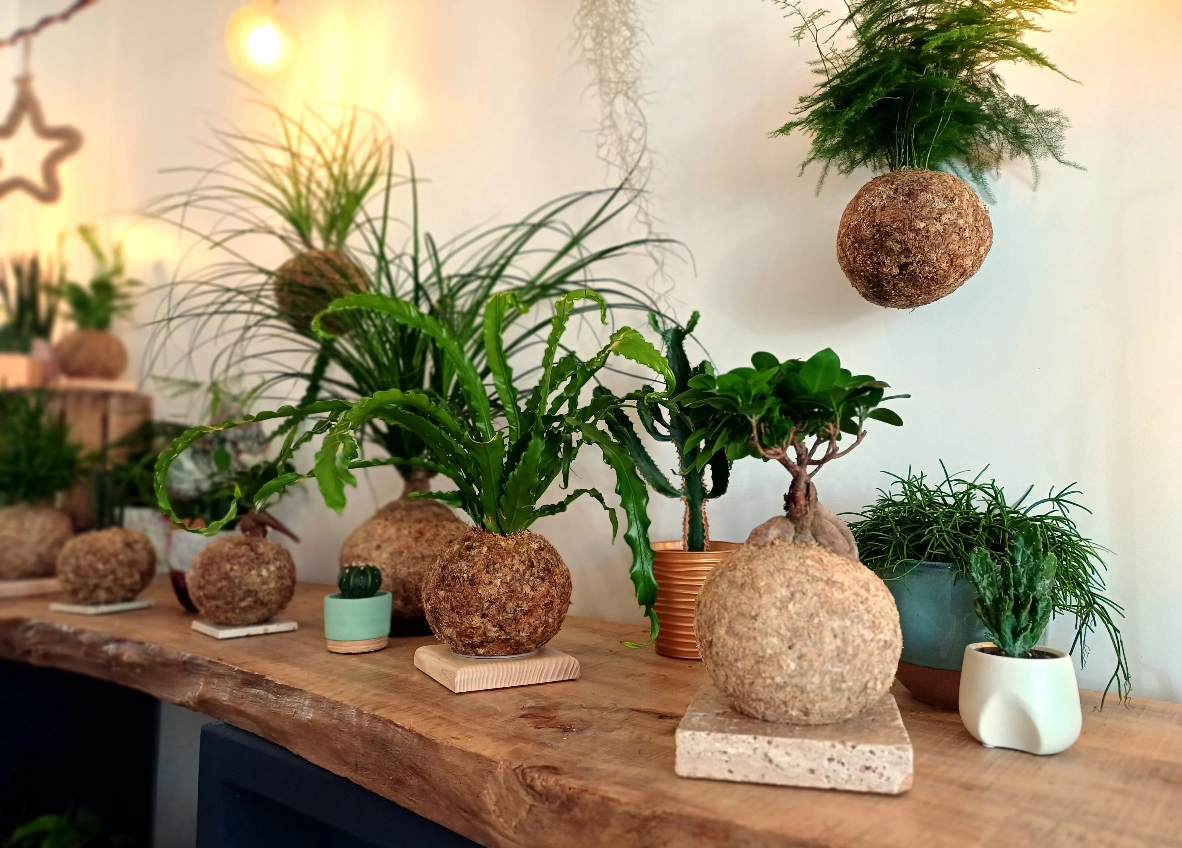 Le kokedama est un art végétal japonais 🌿 dont le nom signifie littéralement « boule de mousse »