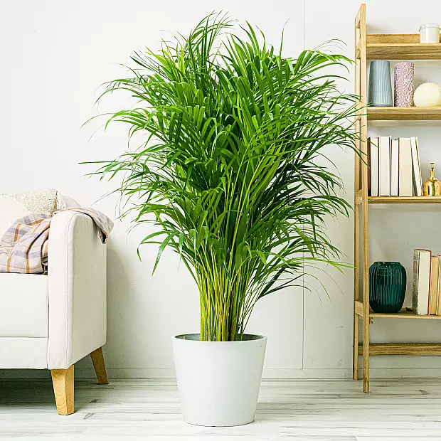 Tu n&rsquo;as pas la main verte quelles plantes choisir pour ton intérieur