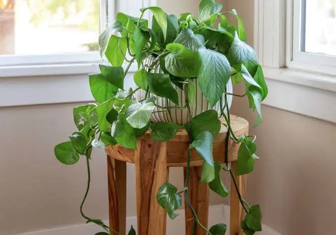 Plantes de cuisine incontournables qui égayeront votre espace en un instant