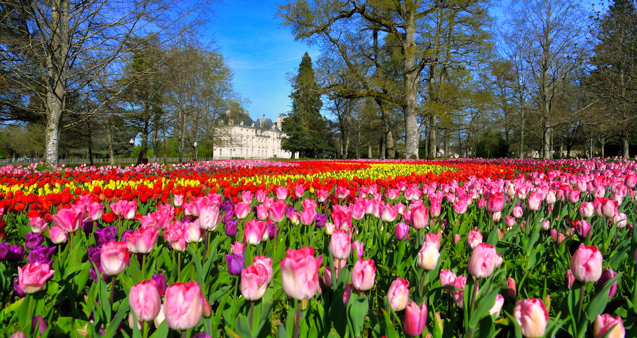 Château de Cheverny : 500 000 Tulipes