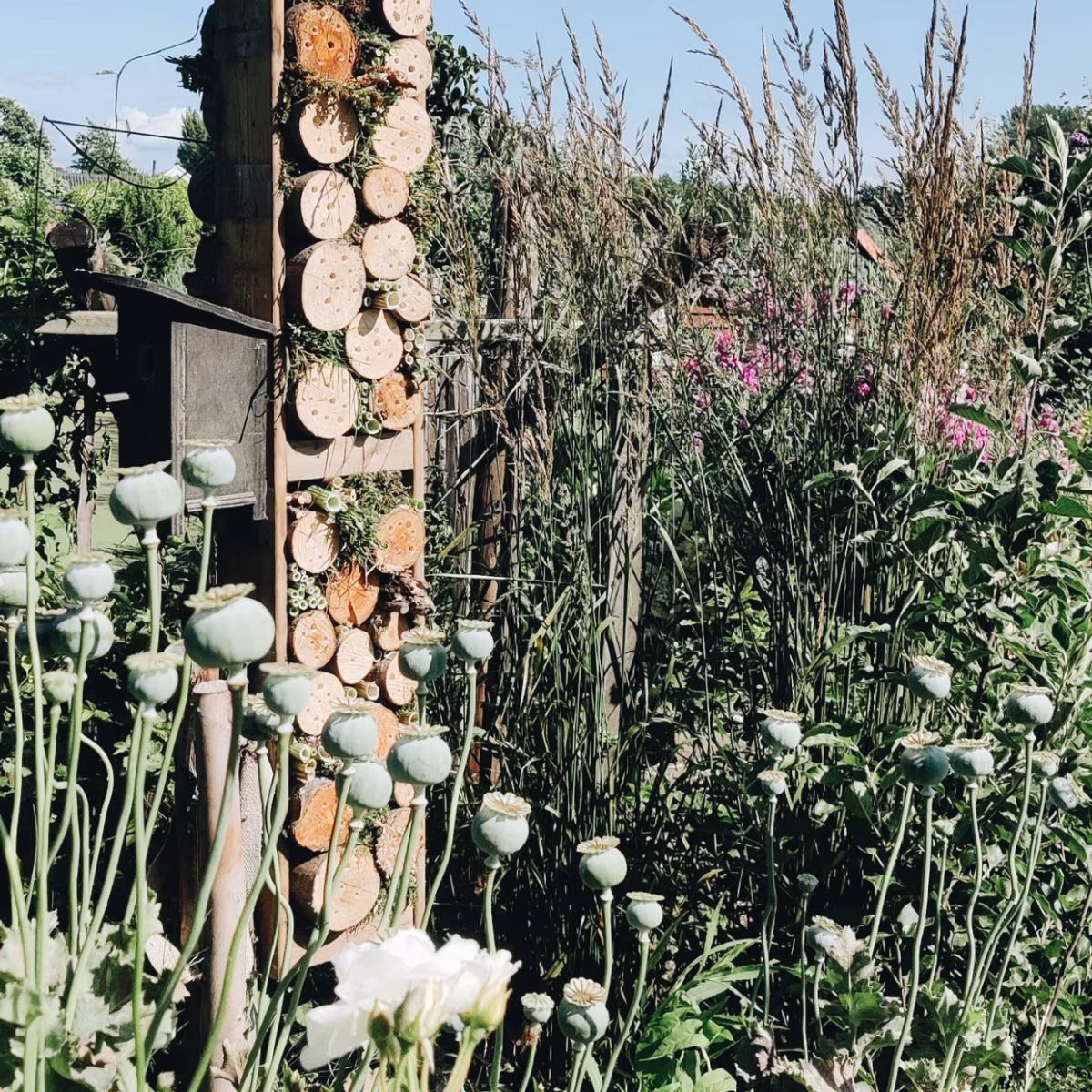 Jardin : les règles d’or pour économiser l’eau cet été  et arroser intelligemment