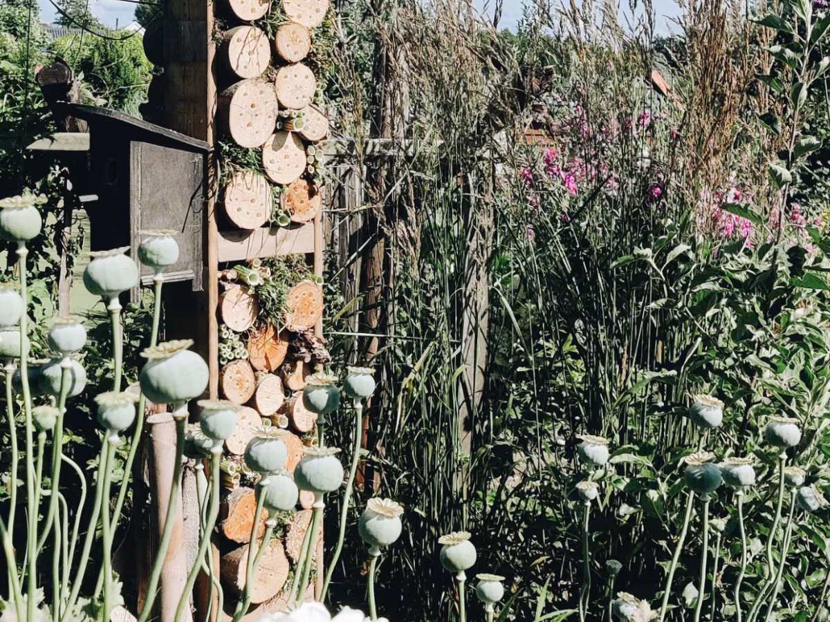 Jardin : les règles d’or pour économiser l’eau cet été  et arroser intelligemment