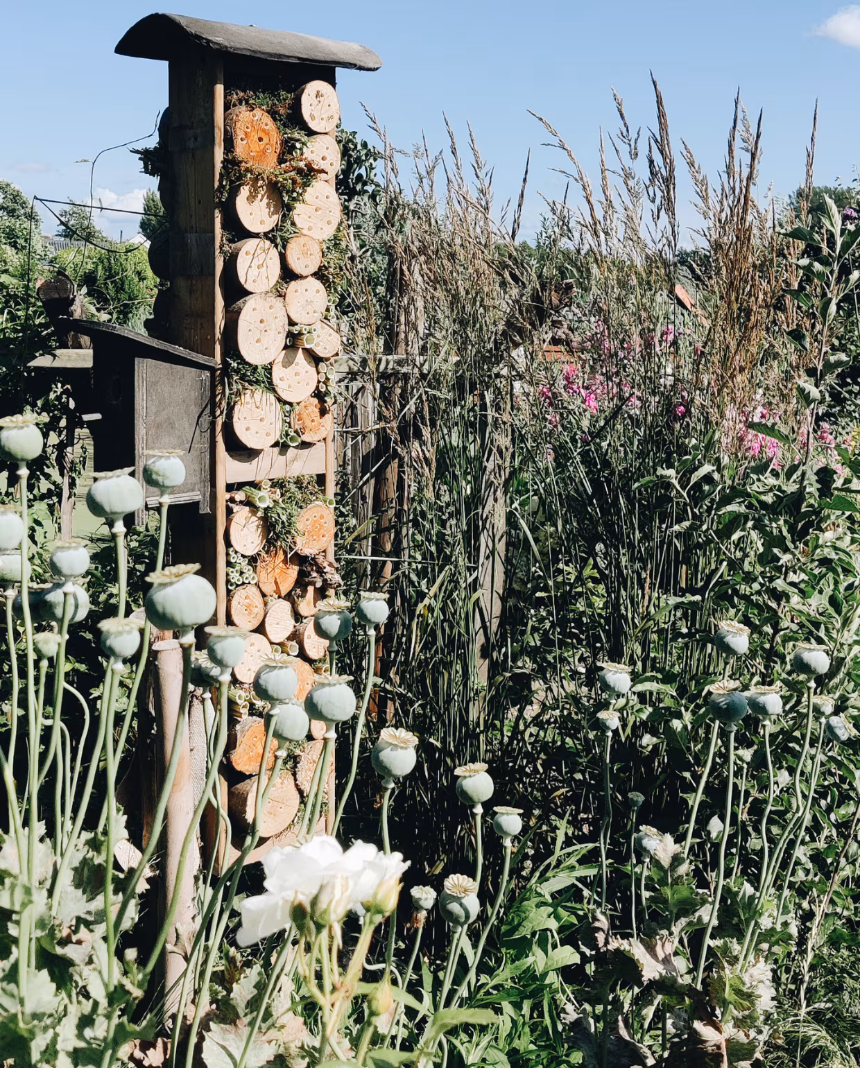 Jardin : les règles d’or pour économiser l’eau cet été et arroser intelligemment